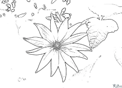 Jerusalem artichoke Coloring Pages To Print